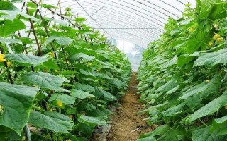 黃瓜應該怎樣防治螢火蟲，在4月份可將草木灰撒在瓜苗之上