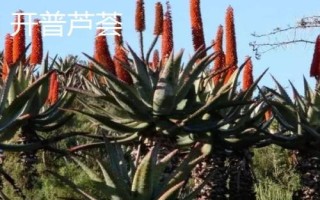 藥用蘆薈的種類，包括開(kāi)普蘆薈、皂質(zhì)蘆薈等品種