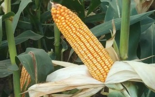 華安513玉米種子特征特性，中抗紋枯?。ú≈?4）