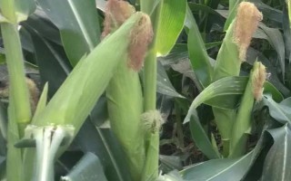 新玉105號玉米品種簡介，畝密度6000株
