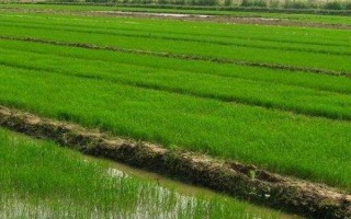 鹽稻10號水稻品種的特性，該品種在沿淮作一季中粳種植