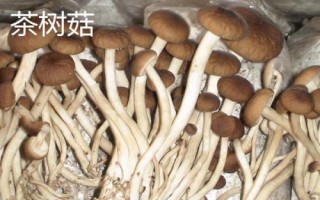 南方適合種植哪些菇類，竹蓀、黑木耳、草菇等