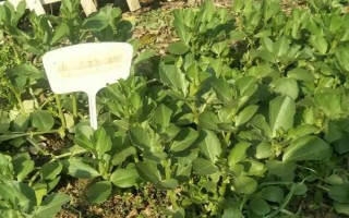 蠶豆的澆水頻率，炎熱夏季需增加澆水頻率