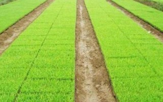又香優(yōu)香絲苗水稻種子介紹，大田每畝用種量1－5千克