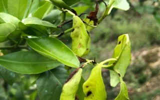 柑橘煤污病的發(fā)病特點(diǎn)，在葉片、枝梢及果實(shí)的表面有黑色的煤污斑