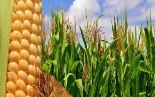 金州玉1號玉米種子簡介，平均生育期115天