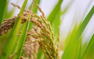 華盛優(yōu)廣絲苗水稻品種簡介，全生育期116.0天