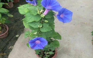 牽?；ǖ暮喗椋瑢儆谝荒晟p繞草本植物