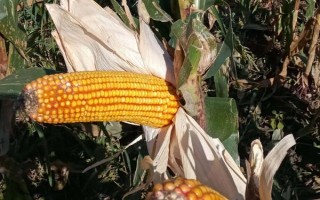 登峰101玉米種子特征特性，注意防治病蟲害