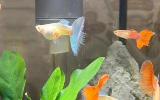 孔雀魚(yú)母魚(yú)生產(chǎn)完多久放回原缸，盡量單獨(dú)飼養(yǎng)5天后再放