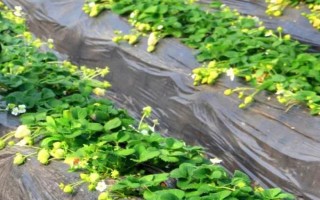 草莓種子如何種植，開花與漿果生長初期要分別灌水1次