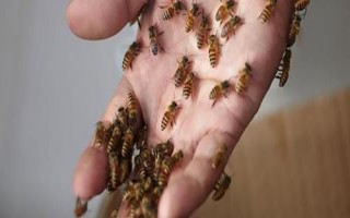 蜜蜂毒刺鉆進(jìn)肉里會(huì)消失嗎，不會(huì)自行消失需及時(shí)取出