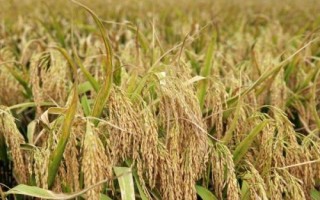 杉谷優(yōu)533水稻品種簡介，每畝秧田播種量10-15千克