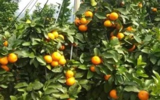 沙糖桔的生長環(huán)境，生長發(fā)育要求在12.5-37℃