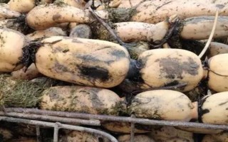 春季拱棚種藕技術(shù)，應(yīng)選擇市場暢銷的早熟品種作為栽培品種