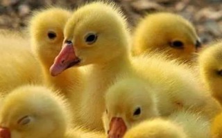 鵝以什么為食，食物包括玉米、小麥、包菜、小魚蝦等種類