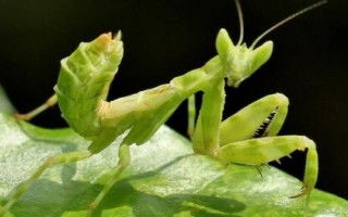秋天有哪些益蟲，包括蟈蟈、蜜蜂、螳螂等常見種類