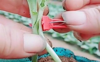 西瓜的嫁接砧木要注意什么，需具備抗病能力、適應(yīng)能力與親和性