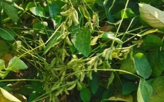 渝豆22大豆品種簡介，加強病蟲害防治