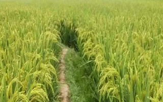 綏粳16水稻品種簡介，播種期4月15日