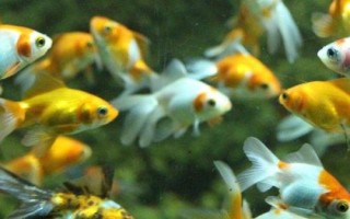 小金魚眼睛掉了怎么辦，需保持水質(zhì)的清潔并用敵百蟲藥浴