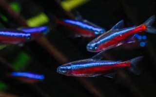 寶蓮燈魚身上有白點(diǎn)的原因，水溫過低或身體表面有小瓜蟲都會(huì)導(dǎo)致