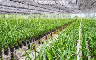 種植一畝蘭花的成本，大約需要5.5萬元
