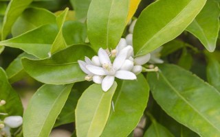 非洲茉莉能不能凈化空氣，具有一定的空氣凈化效果