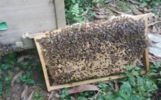 人工分蜂的技巧，需盡量用新工蜂和封蓋子脾組建新蜂群