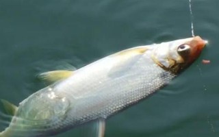 野釣黃尾魚適合用什么餌料，腥味型、麩香型、酒香型均可使用