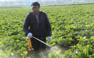 奶白菜如何種植，以條播較好