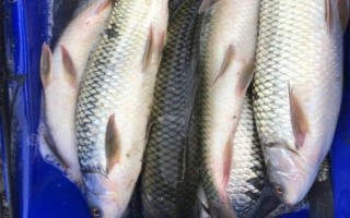 土鯪魚一般在哪個水層活動，一般都在水體底層活動