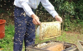 養(yǎng)一年蜜蜂能不能掙20萬(wàn)，主要取決于蜂種、規(guī)模、養(yǎng)殖技術(shù)等條件
