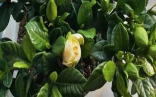 梔子花有沒(méi)有黃色的，黃色的梔子花是突變品種
