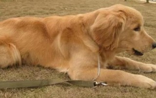 金毛犬可以活多久，壽命一般為12-15年左右