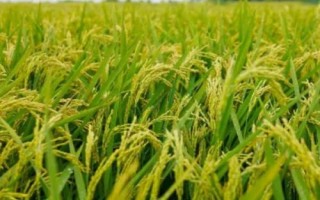 川康優(yōu)583水稻種簡介，全生育期144～167天