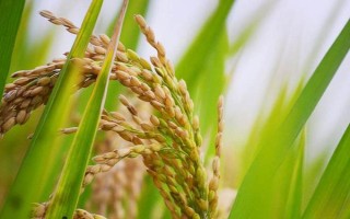 莉豐占水稻種子特點(diǎn)，感溫型常規(guī)稻品種