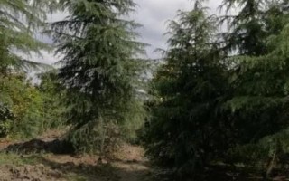 雪松除草方法，噴藥時要避開樹枝