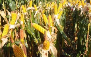 騰糯1號玉米種子介紹，該品種為糯玉米品種