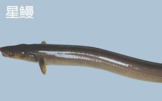 黑鰻魚和黃鰻魚的區(qū)別，顏色存在明顯差異