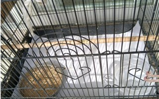 玄鳳鸚鵡最適合什么樣的鳥籠，用金屬的籠具飼養(yǎng)最為合適