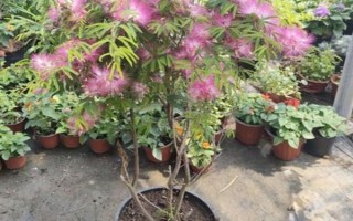 怎么養(yǎng)合歡花，在生長期間應(yīng)該保證有足夠的光照