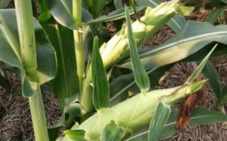 華太901玉米品種簡(jiǎn)介，夏播生育期104天