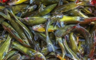 黃骨魚的刺有沒有毒，有毒但毒性并不強(qiáng)