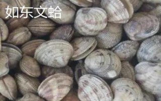 江蘇南通市如東縣的特產(chǎn)，如東條斑紫菜暢銷各地