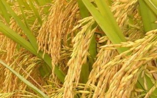 津原U9水稻品種的特性，全生育期175天