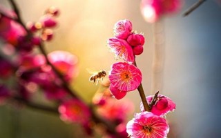 梅花如何繁殖，可嫁接、播種、扦插和壓條繁殖