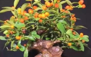 金豆盆景的養(yǎng)殖方法，栽種時可往金豆底部涂抹適量的生根粉