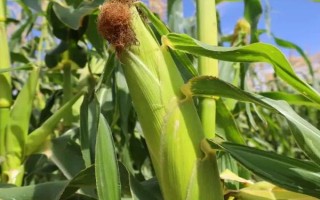 金梁199玉米種子介紹，4月下旬至5月上旬播種