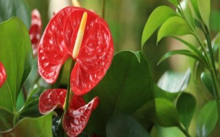 紅掌的花語是什么，寓意大展宏圖、熱情等